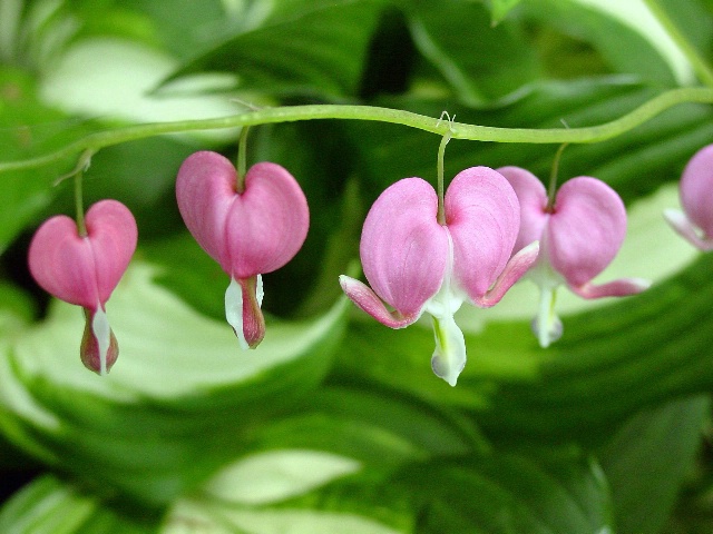 Bleeding Hearts