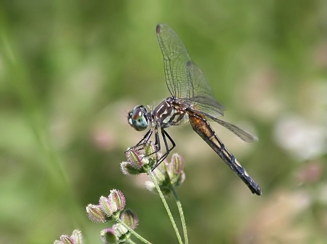 Blue Dasher Female