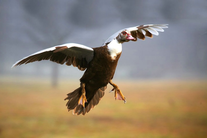 The Graceful And Beautiful Muscovy