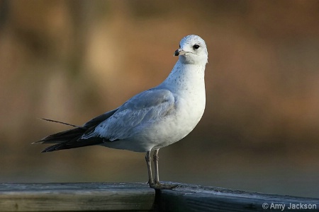 Seagull on the Pier