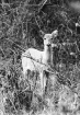 Yes, Deer