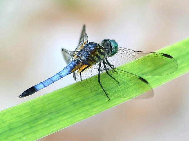 Blue Dasher Male