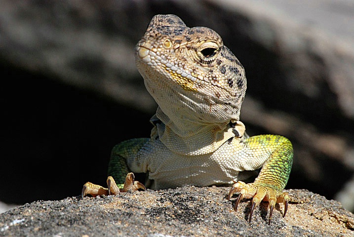 Not  a Gecko - ID: 3980137 © Sherry Karr Adkins