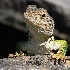 2Not  a Gecko - ID: 3980137 © Sherry Karr Adkins