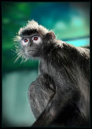 Langur Monkey