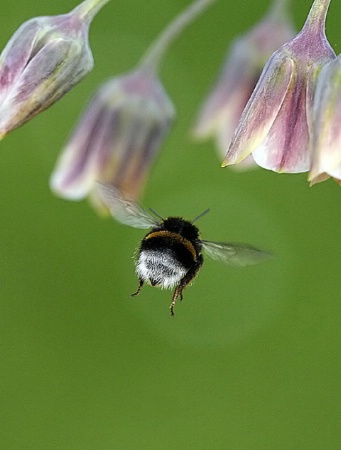 Flying  bumblebee