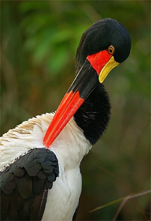 Saddle bill stork