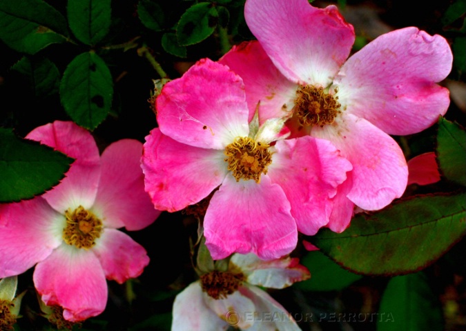 "Shrub roses - 1"