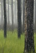 Pines & Fog
