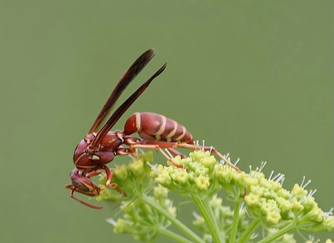 Paper Wasp