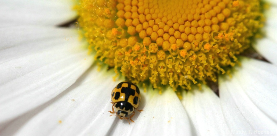 Fourteen  Spotted  Lady  Beetle