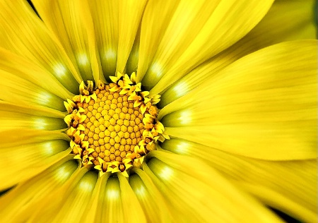 Yellow Gazania