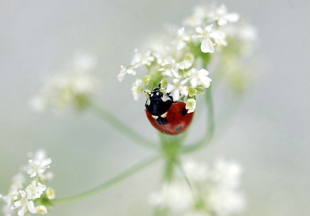 Ladybug in the white shades
