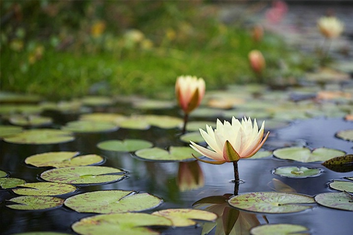 Waterlilies