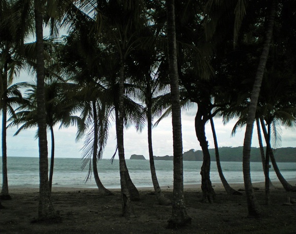 Dance of the Palms