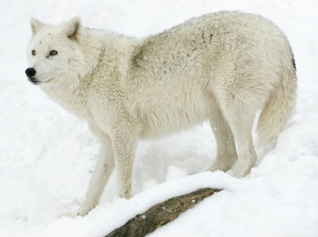 Arctic Wolf, Parc Omega (Montebello, QC)
