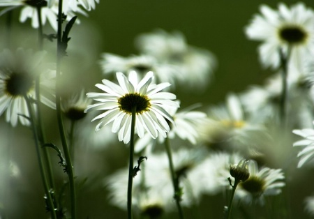 Oxeye Daisies In Afternoon Light
