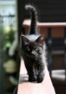 Catwalk