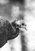 Wild Turkey