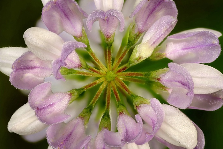 Crown Vetch