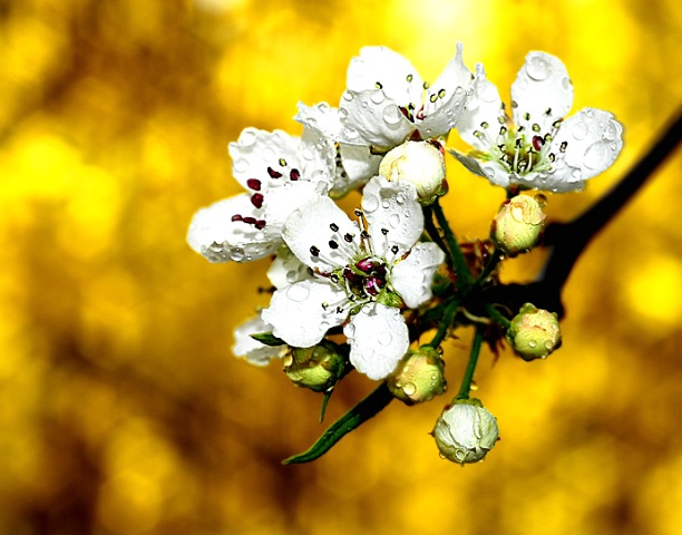 Apple Blossom