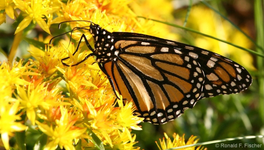 Monarch on Yellow flowers