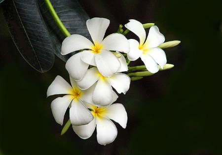 White beauties.