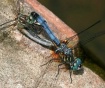 Blue Dashers