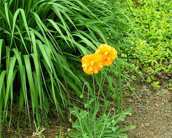 Golden Beauty