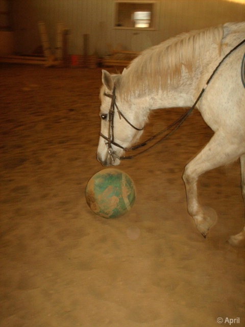 Soccer Horse