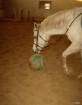 Soccer Horse