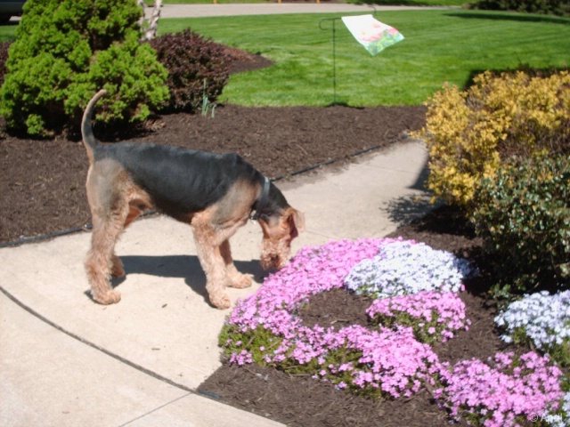 Don't eat the flowers!