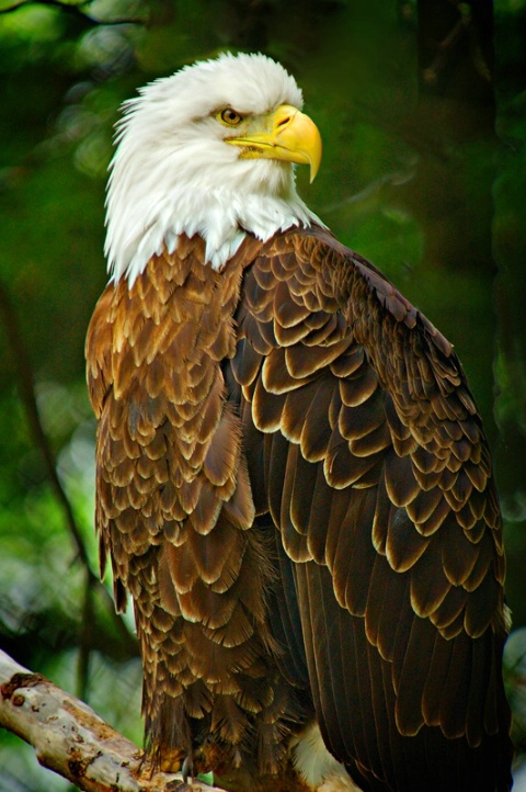 Bald Eagle.
