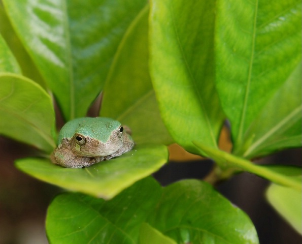 Camouflaged