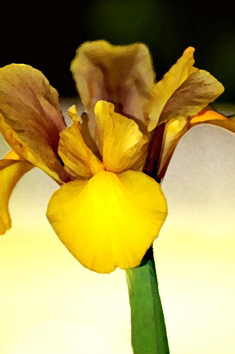Irresistable Iris