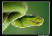 Green Snake #2