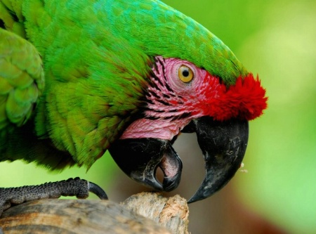 green parrot