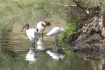 Ibis and Heron re...