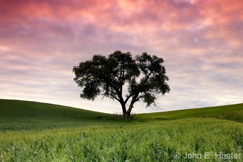 Morning Light at Favorite Tree - ID: 4003109 © John E. Hunter