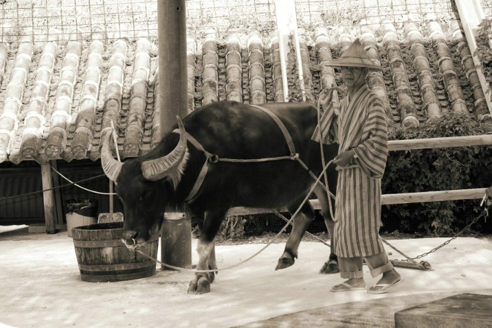 Water Buffalo - ID: 4003632 © Nichole Gonzalez