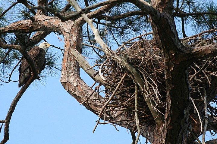 Guarding the nest