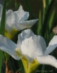 white iris dreams