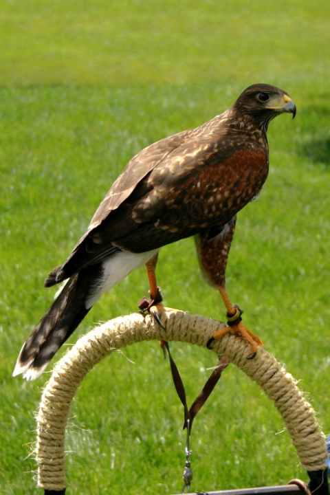 Falcon or Hawk?
