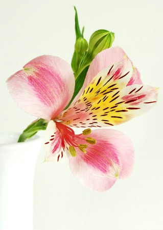 Alstroemeria