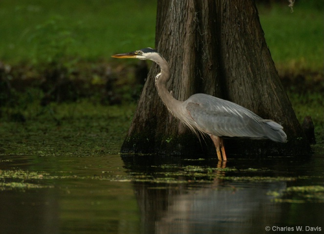 On the Bayou