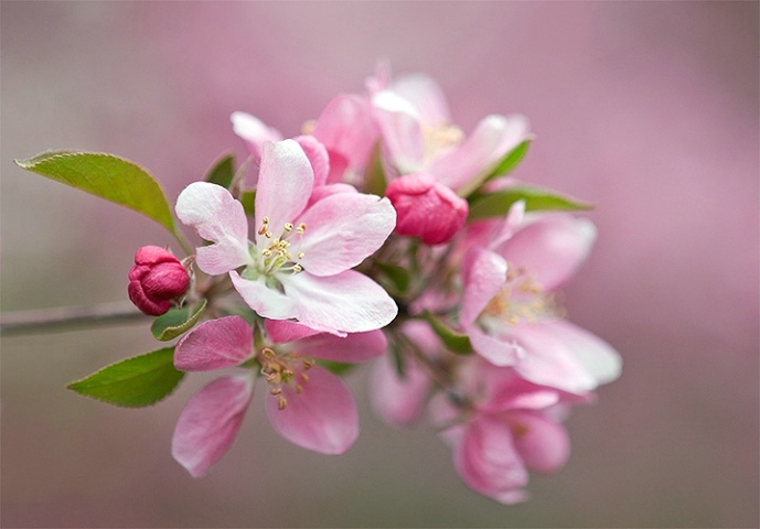 Apple Blossoms