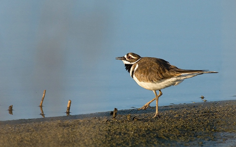 Kildeer