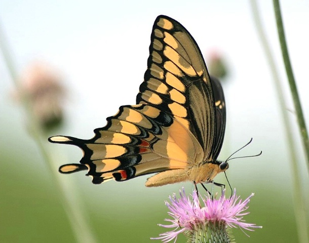 Giant Swallowtail