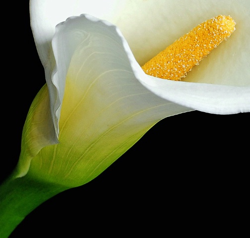 Calla Lily