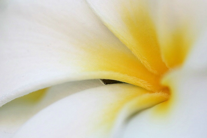 Plumeria Macro - ID: 4011032 © Janine Russell